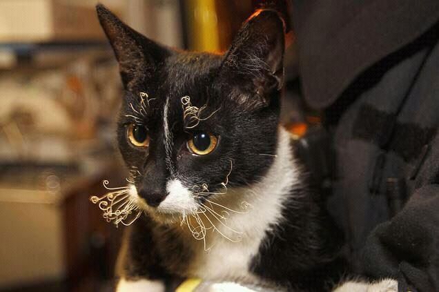 猫さん ストーブに近づきすぎです おひげがチリチリですよ 画像 猫よっといで 動物みんなよっといで Come On Catsandanimals 猫さん ストーブに近づきすぎです おひげがチリチリですよ 画像 猫よっといで 動物みんなよっといで Come On Catsandanimals