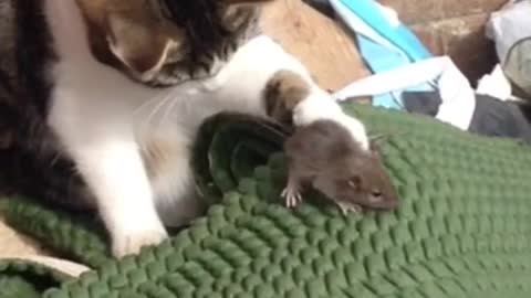 勇敢なネズミと臆病な猫【ねこ動画】イギリス : 猫よっといで 動物 