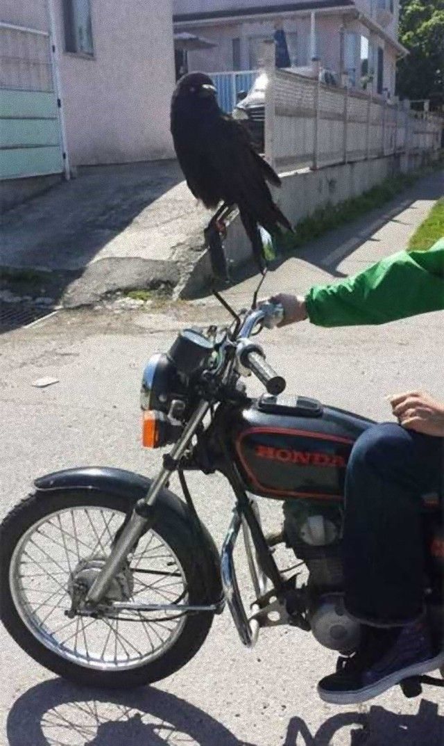 crowsnanimals12_e