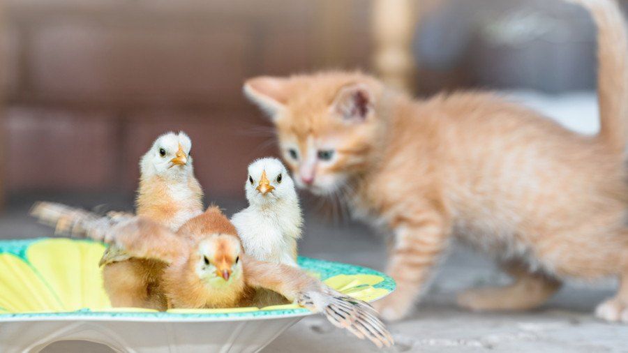 3羽の鳥を見る子猫