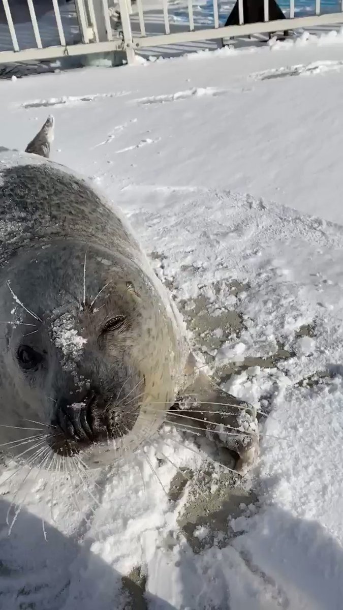 アザラシの天ぷら 動画 アザラシシーパラダイス 北海道紋別市 猫よっといで 動物みんなよっといで Come On Catsandanimals