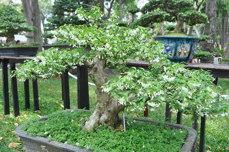 tet36