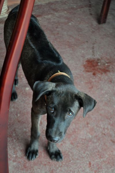 フーコックでふ っと一息 ５ フーコックで海鮮鍋は必須でしょう ブタカワイイ的越南楽珍生活