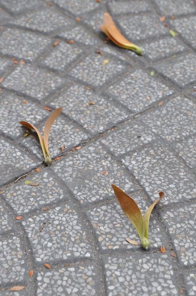 空とぶ種 フタバガキ ブタカワイイ的越南楽珍生活