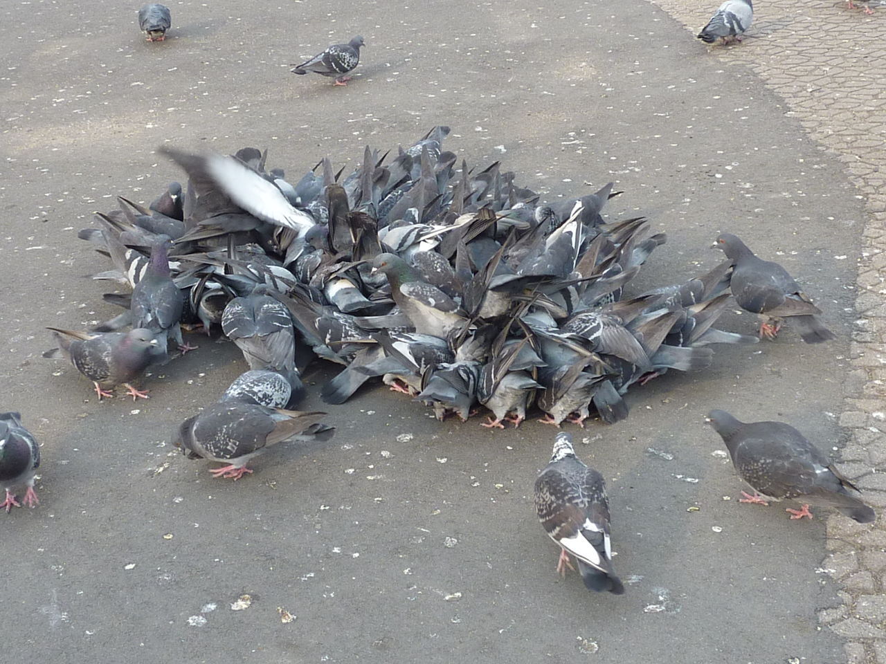 黒鳩物語 Butarin2のblog