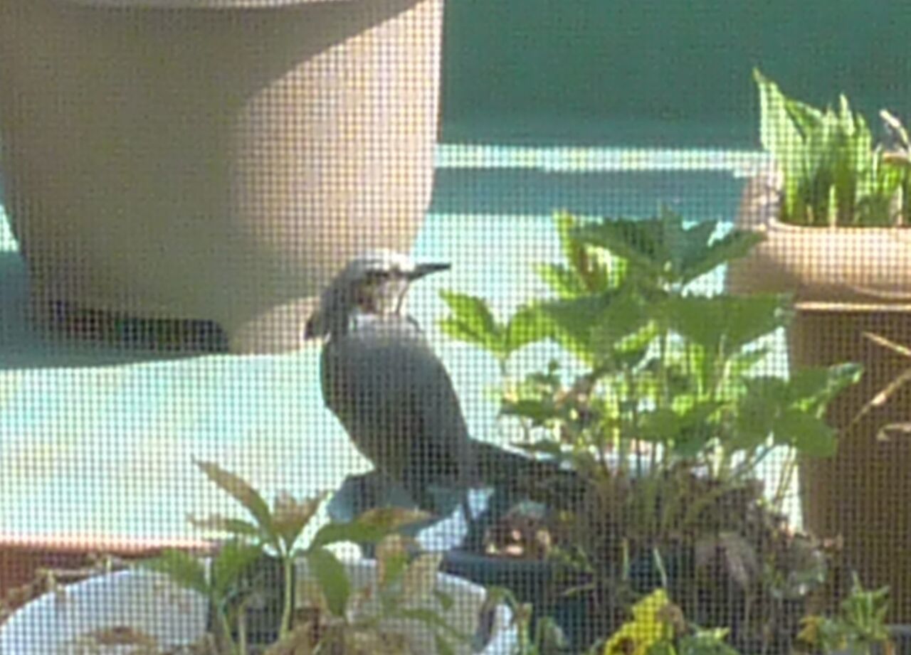 子育てヒヨドリ Butarin2のblog