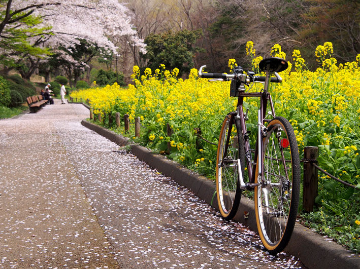 桜を求めて自転車を走らそう～♪