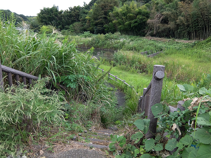 彼岸花4