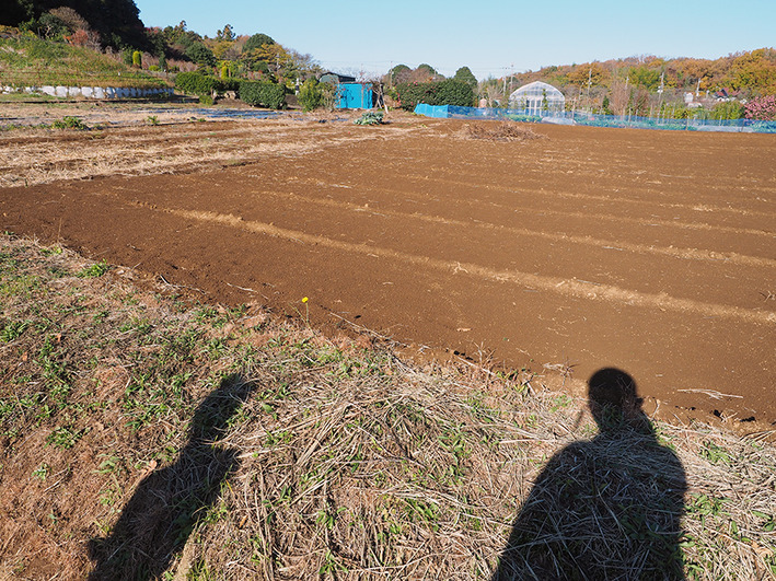 今年も健在のど根性カマキリ♪