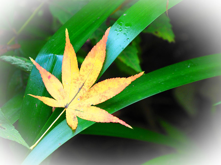 高尾山口から相模湖へ　ブロ友さんと山歩き♪