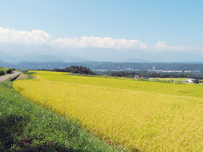 お米1