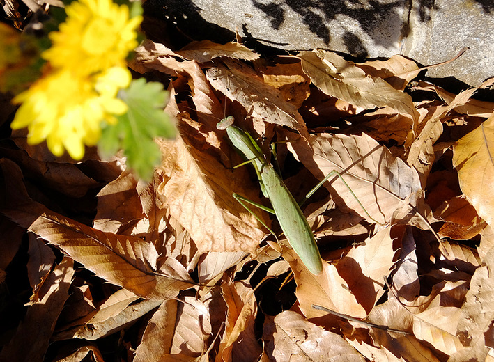 カマキリ4
