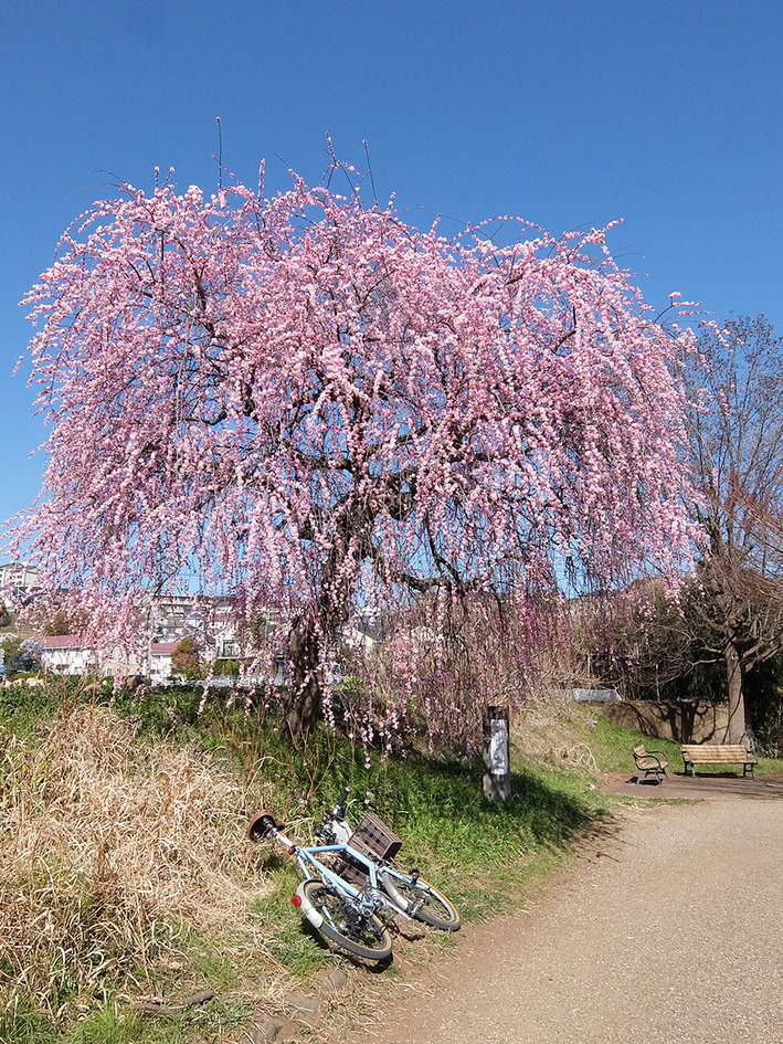 里山にも春が来た♪
