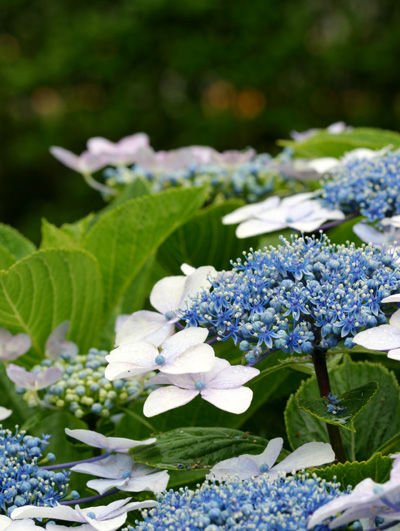 青森の自転車旅と紫陽花と…
