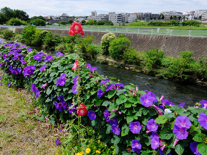 夏ポタ6