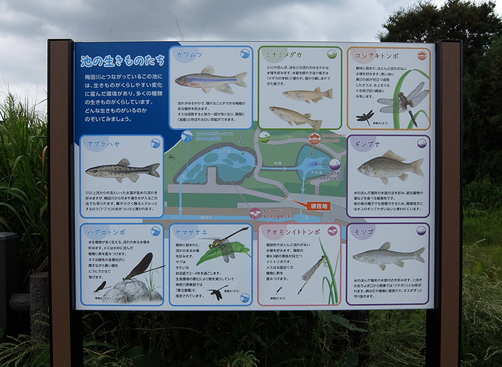 彼岸花5