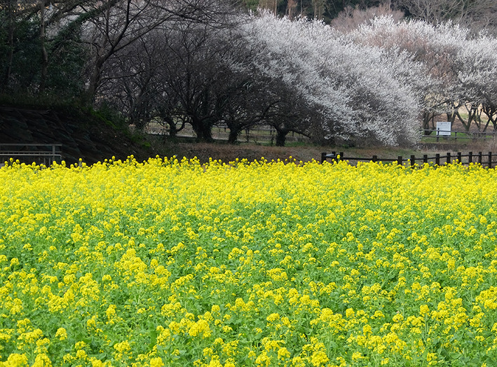 菜の花6