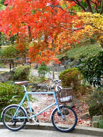 本日の横浜営業サイクリング/街の色付きも綺麗です♪