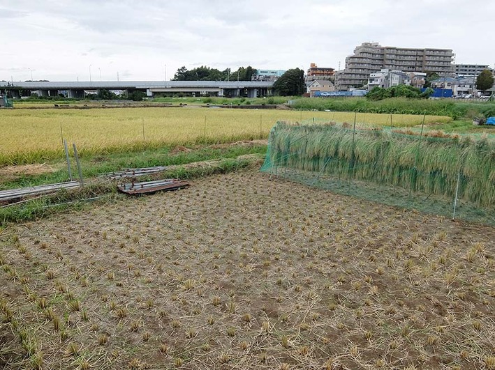 川ポタ3