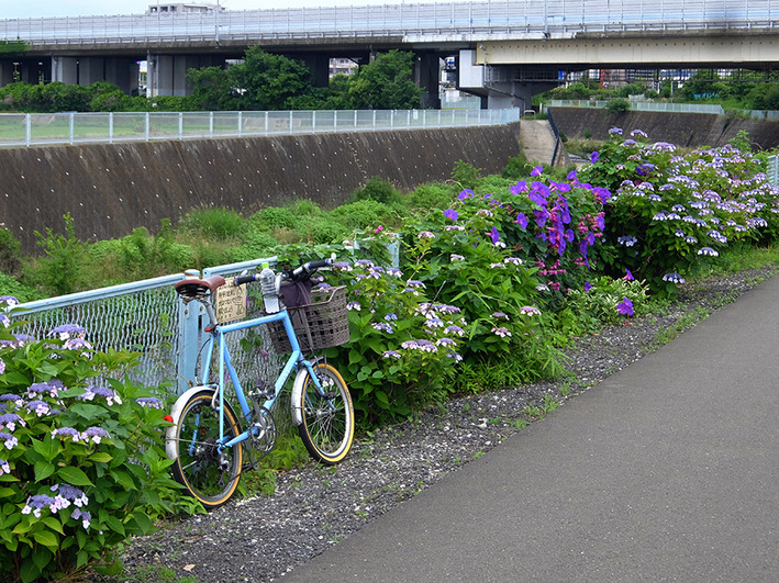 梅雨の晴れ間のポタリング