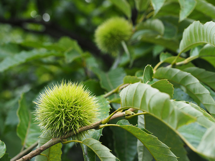 70年前のトヨタのトラック発見!!