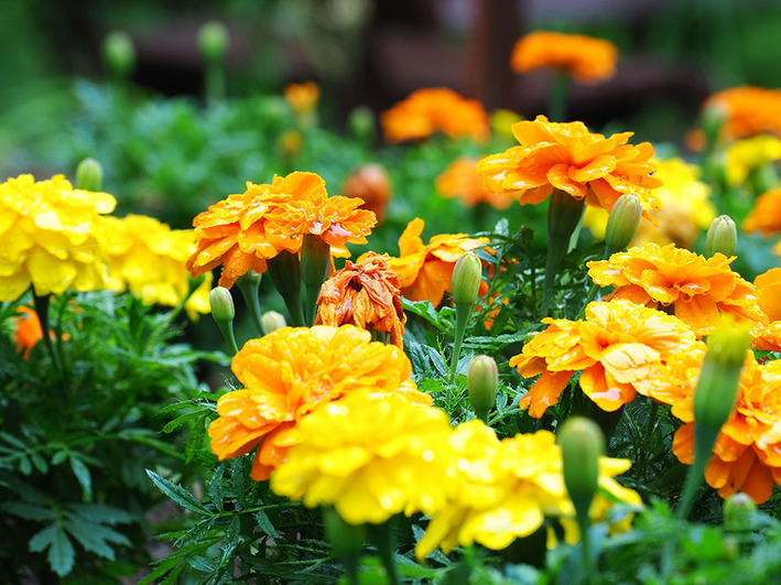 ホンダアコード600万円超!!  たけぇぇー