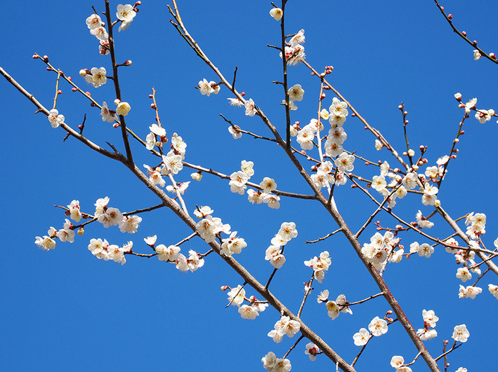 二子玉・等々力渓谷、世田谷区散歩♪