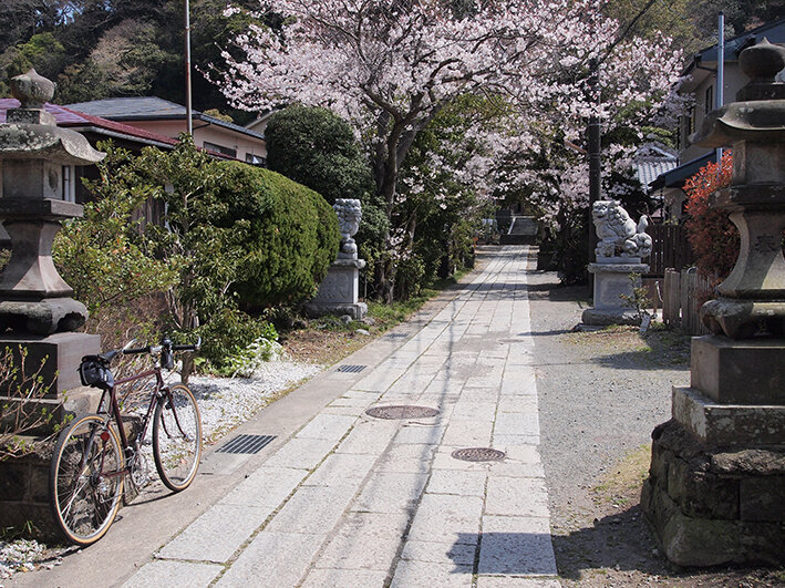 桜5