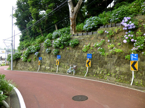ワシン坂の紫陽花と外国人墓地の向日葵と百合の花
