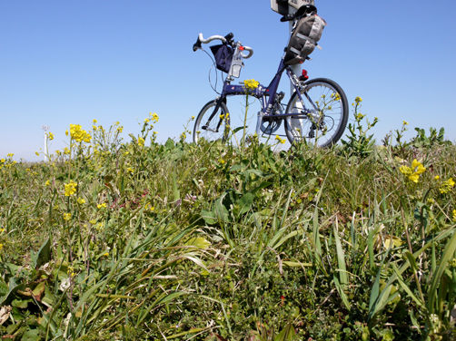 サイクリング珍事!?  江戸川CRと便所の落書き
