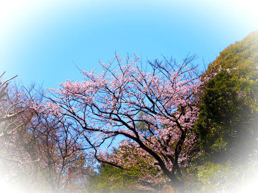 イメージ 2