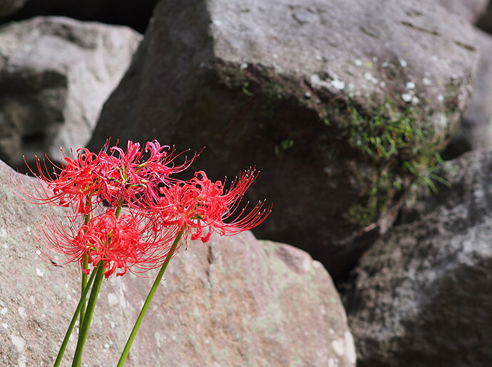 写真5