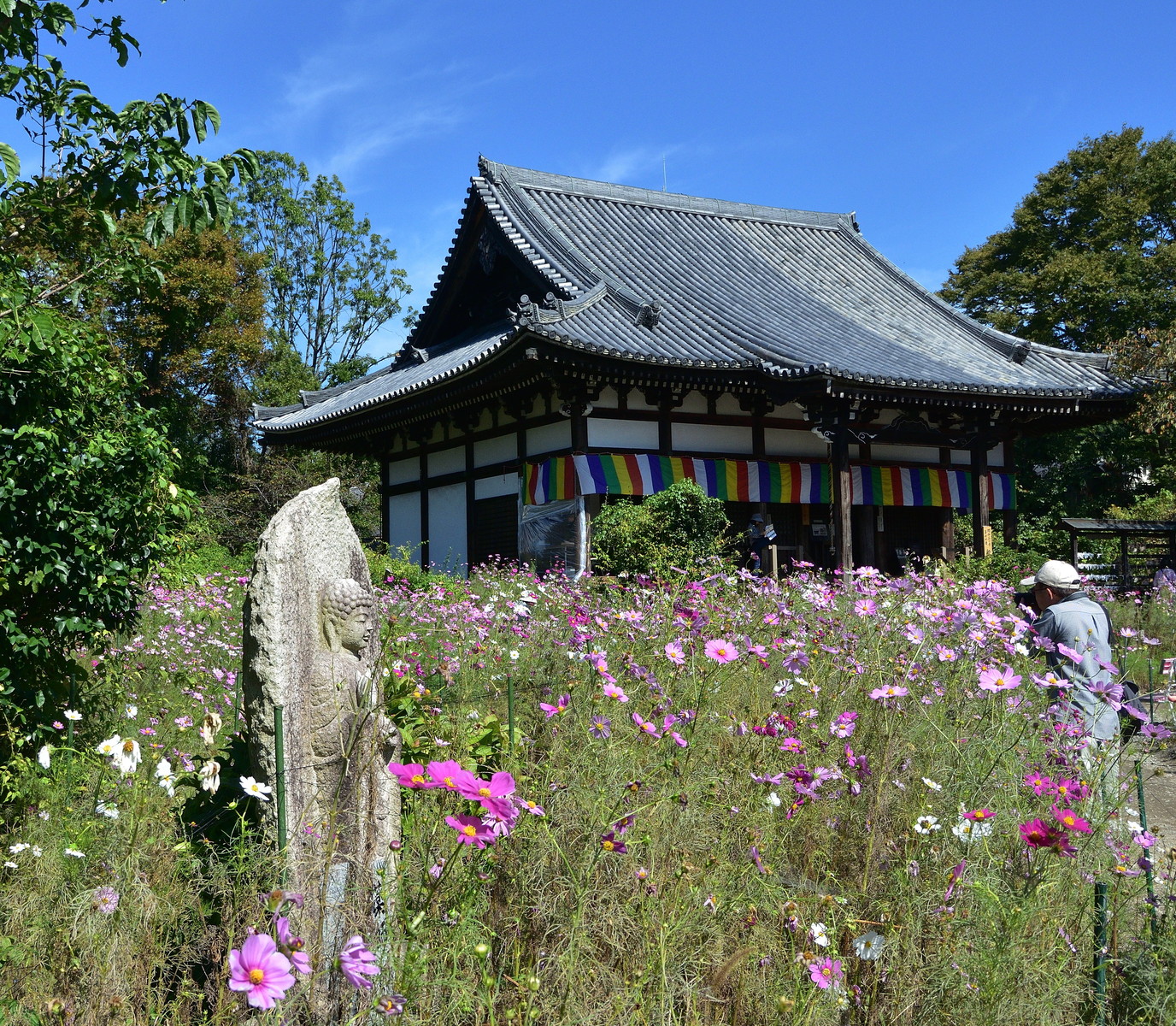 コスモスの般若寺 アフター古希親父の霊場巡り