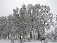 DSCN5548
