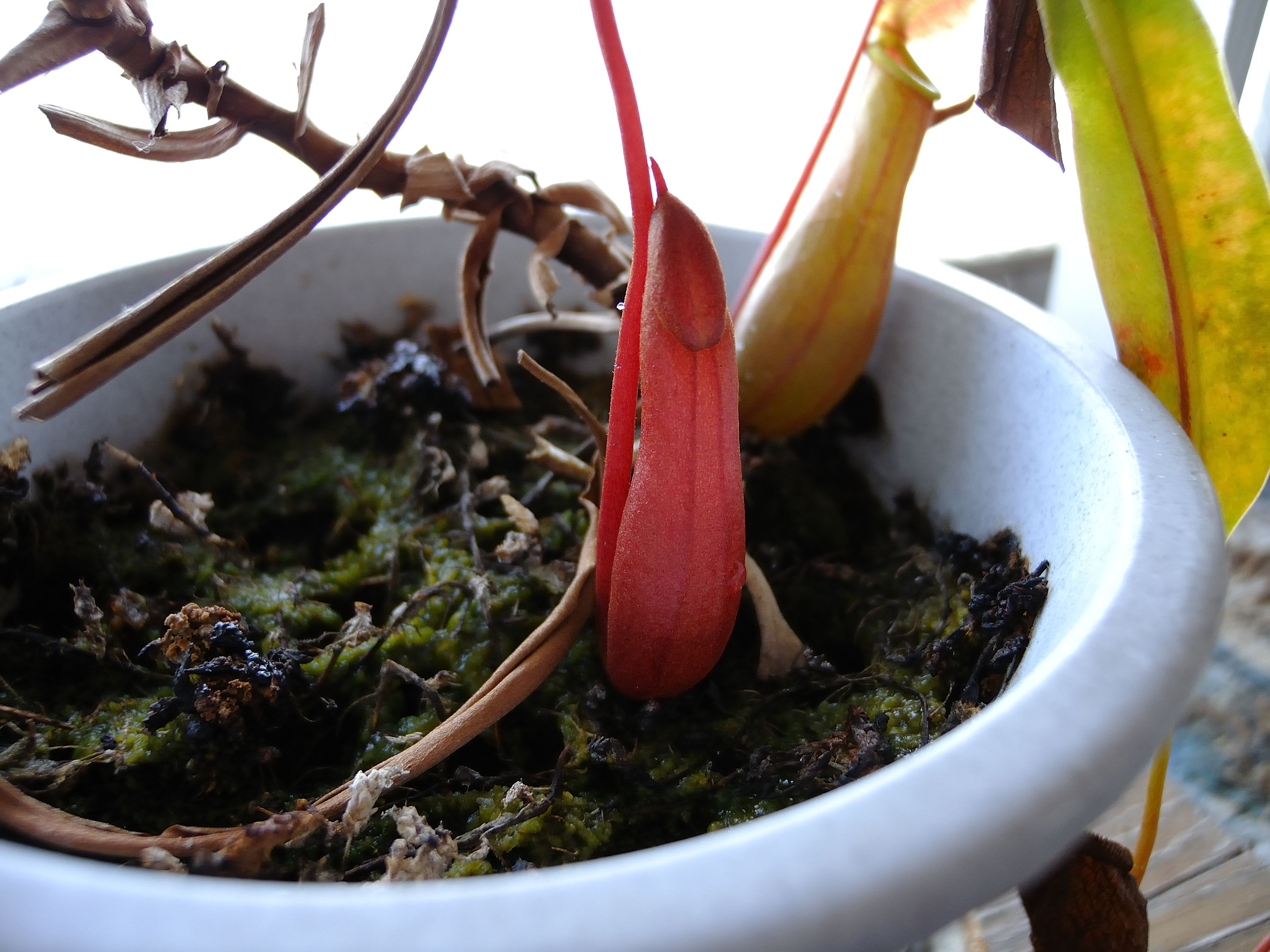 我が家の食虫植物 多分世界で最初のとんかつ評論家 元木一朗のブログ