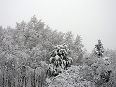 DSCN5533