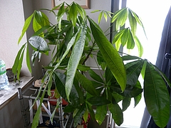 DSCN1272