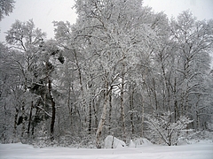 DSCN5545