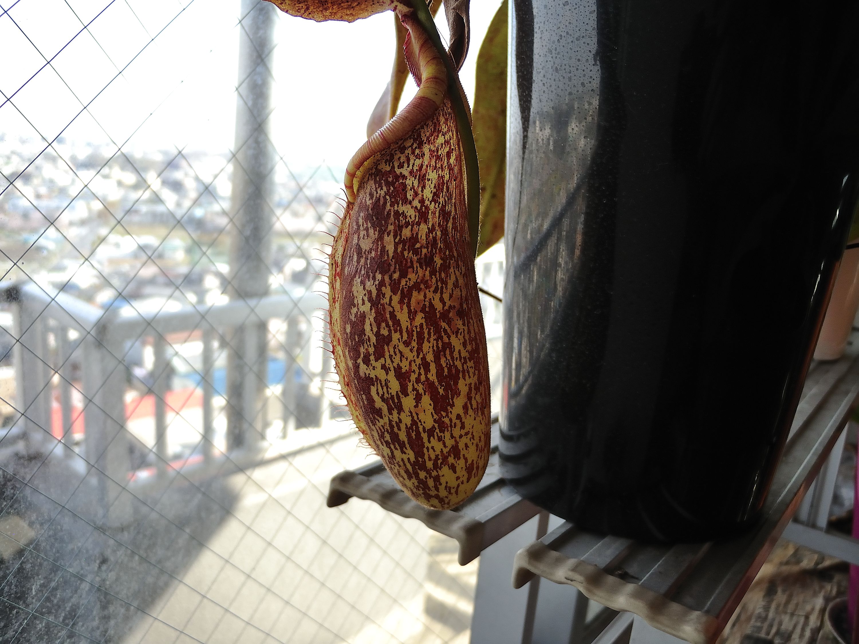 我が家の食虫植物 多分世界で最初のとんかつ評論家 元木一朗のブログ