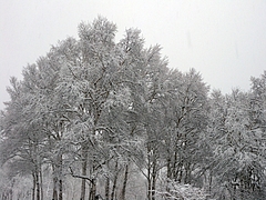 DSCN5536