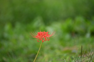 DSC_5225