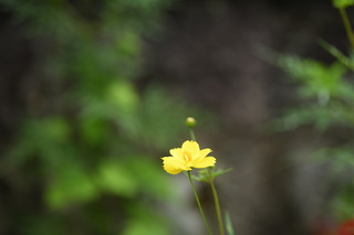 DSC_5223