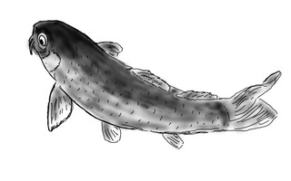 koi