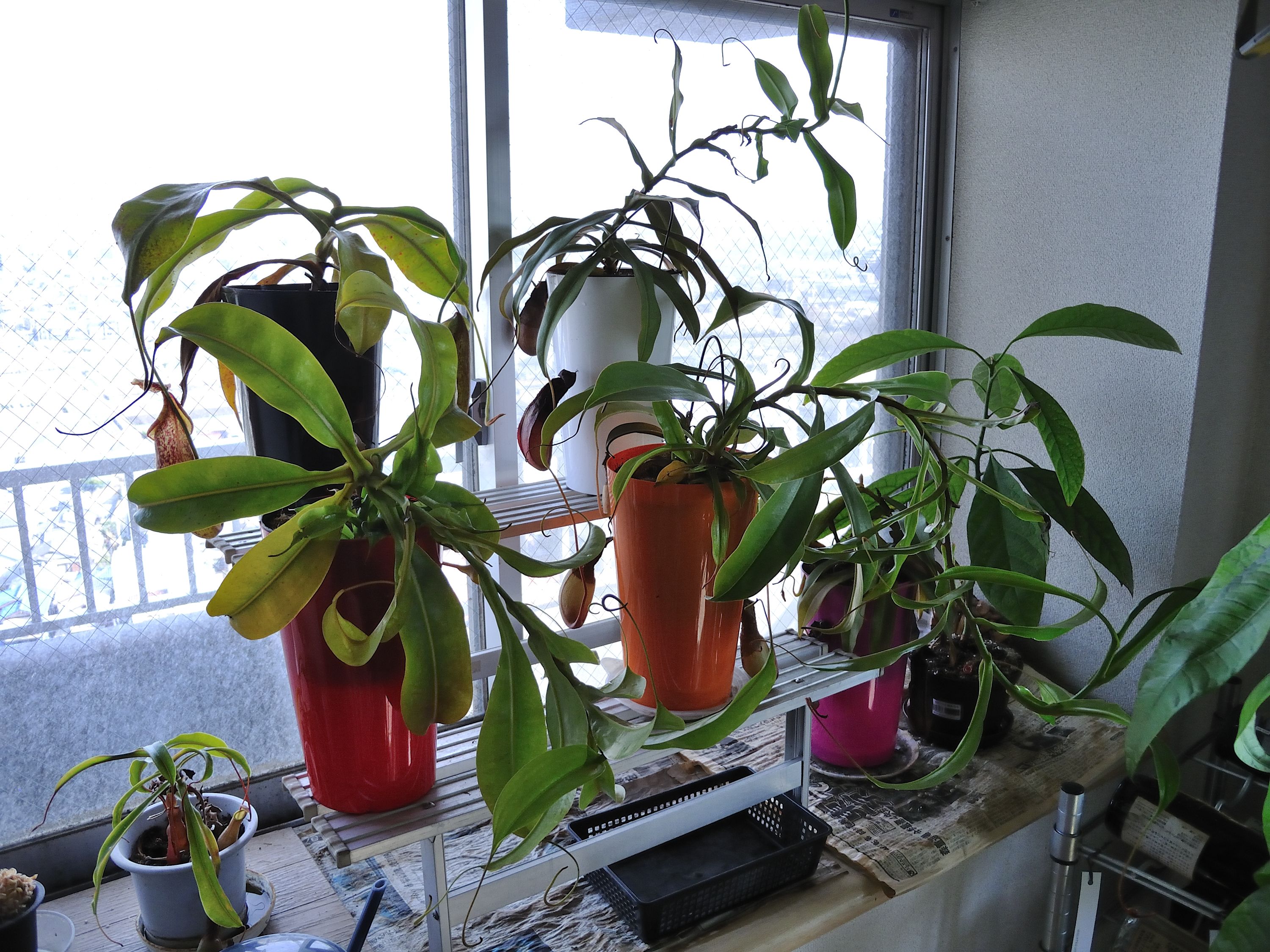 我が家の食虫植物 多分世界で最初のとんかつ評論家 元木一朗のブログ