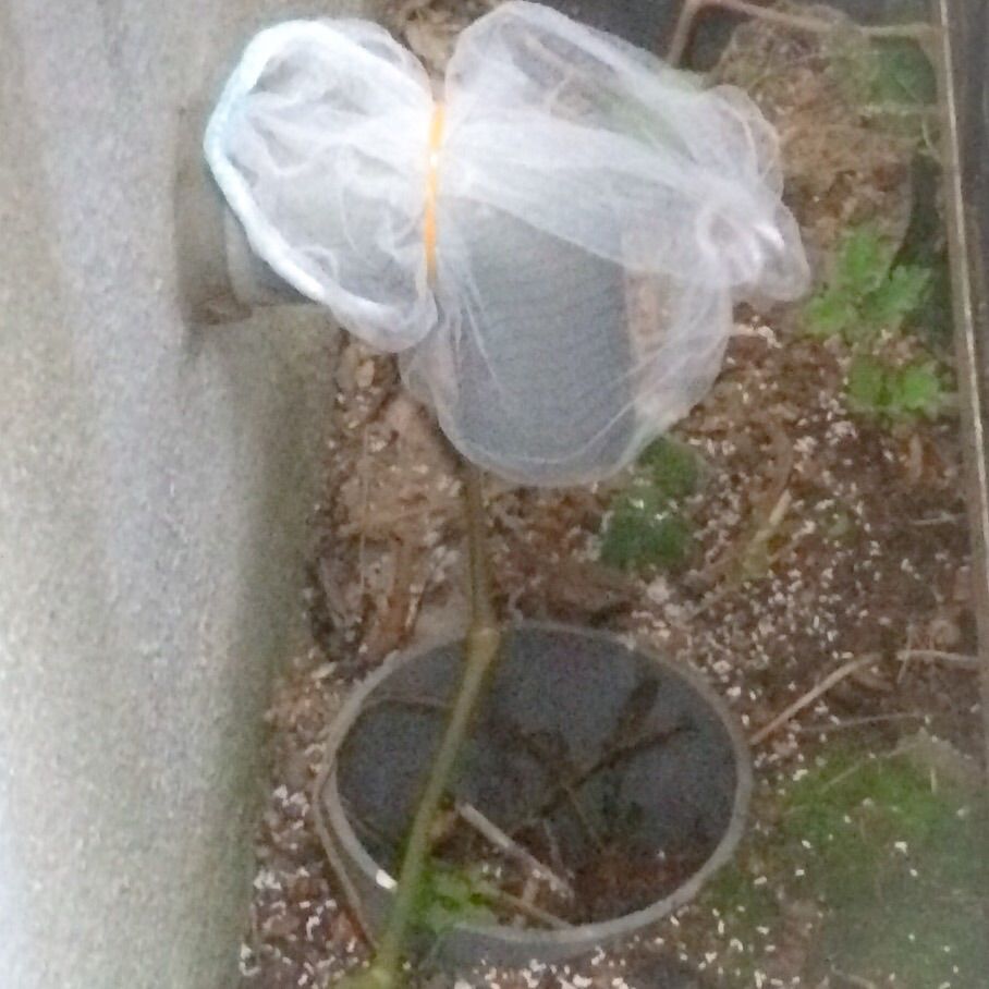 ムカデがエアコン室内機から落ちてくる 室外機からの侵入か その対策方法 Buy And Use