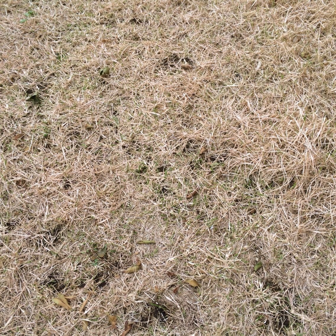 庭の芝生tm9が9月中旬になって全体が枯れた件 Buy And Use