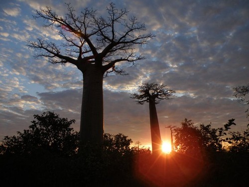 baobab_tree_01