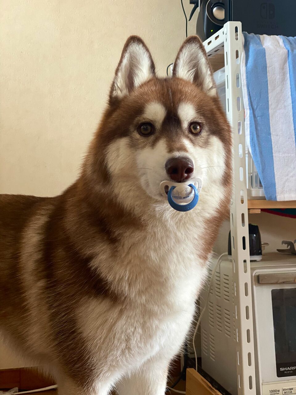 【可愛い】犬さんがおしゃぶりを咥えた結果wwwwwwww