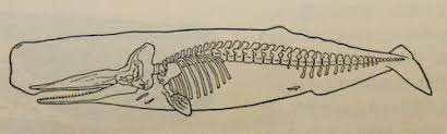 【画像】クジラ、図体に対して骨がスカスカだったwwwwwwwwwwww