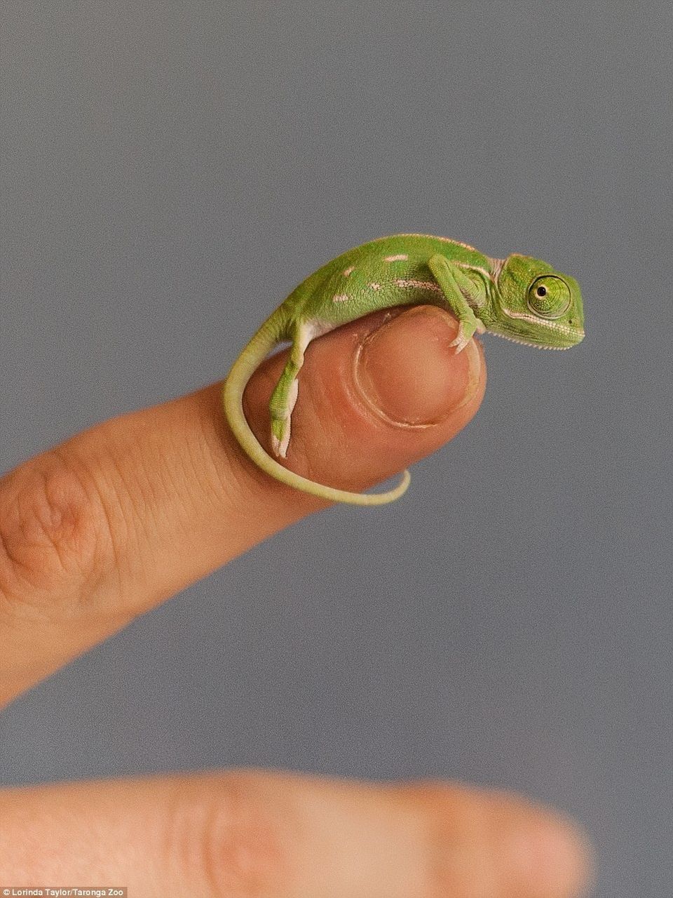 なにコレッ こんな小さなカメレオンをみたことありますか バズラル団 なにコレッ こんな小さなカメレオンをみたことありますか バズラル団